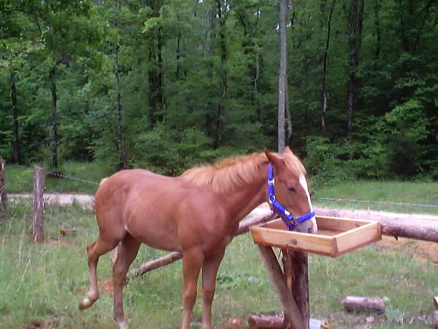 horse.jpg